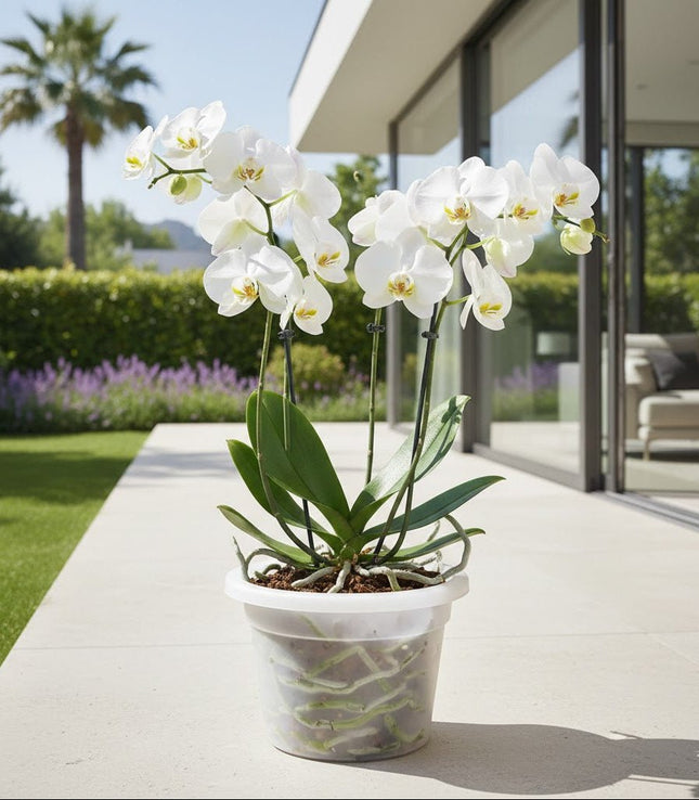 Vaso Premium Trasparente Ø 16 cm - EUROGARDEN