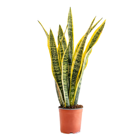 Sansevieria vaso 17 cm