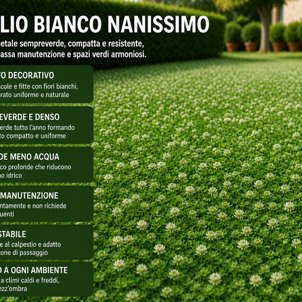 Semi di Trifoglio Bianco Nanissimo