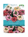 Verbena