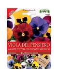 Viola Del Pensiero