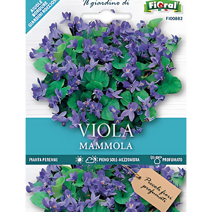 Semi di Viola Mammola