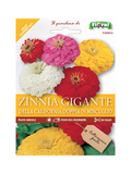 Zinnia Gigante
